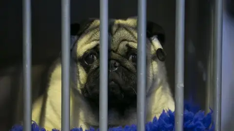 Un perro en una jaula Un perro en una jaula