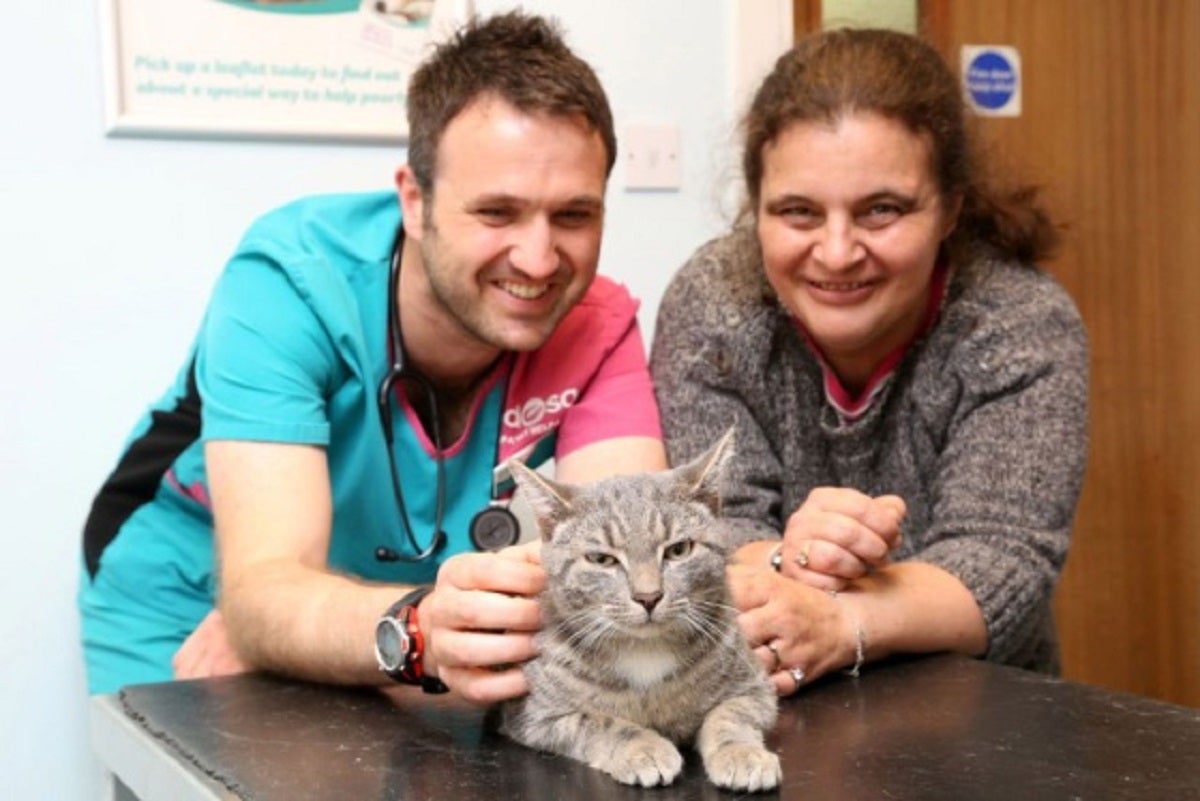 Cómo controlar el stress de tu gato en la vista al veterinario y la importancia de controlar la hipertensión felina en gatos geriátricos Cómo controlar el stress de tu gato en la vista al veterinario y la importancia de controlar la hipertensión felina en gatos geriátricos