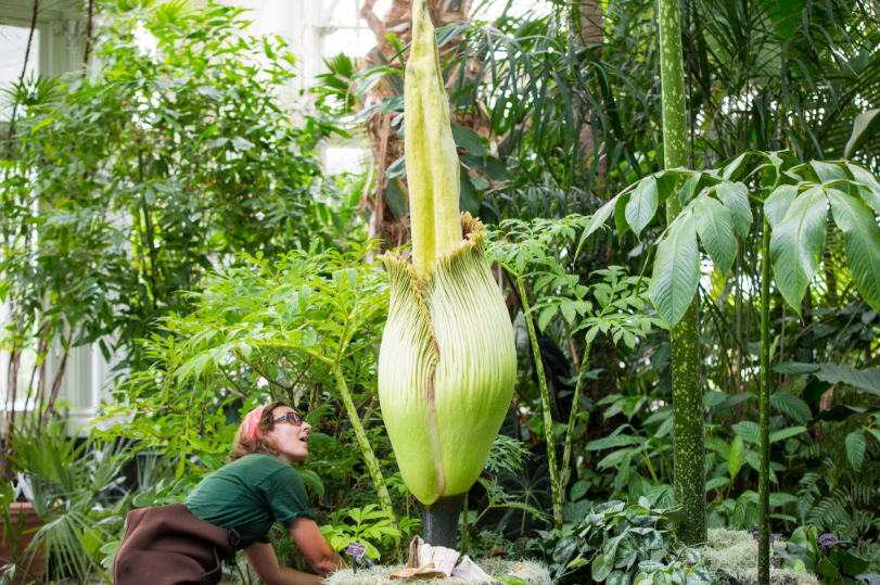 Las flores y plantas más raras, peligrosas y bellas del mundo Las flores y plantas más raras, peligrosas y bellas del mundo