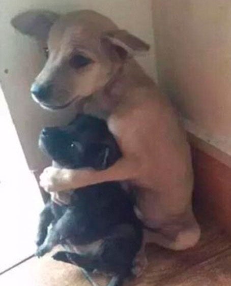 La Policía Local tramita 5 sanciones por abandono animal a cuatro vecinos de Mérida y uno de Valverde de Mérida La Policía Local tramita 5 sanciones por abandono animal a cuatro vecinos de Mérida y uno de Valverde de Mérida