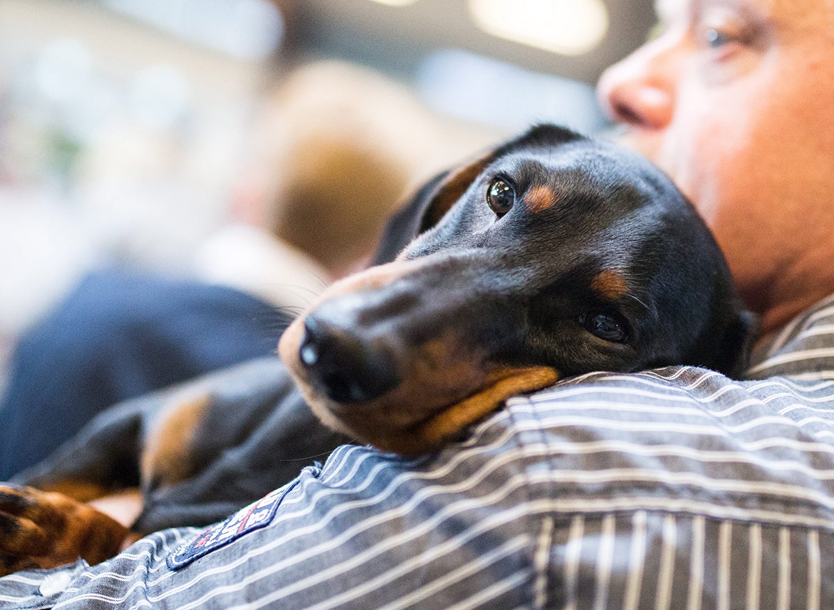 Buscamos mascotas perdidas, ¡no te rindas! Buscamos mascotas perdidas, ¡no te rindas!