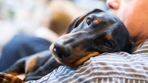 Un Teckel apoyado en brazos de su due&ntilde;o.