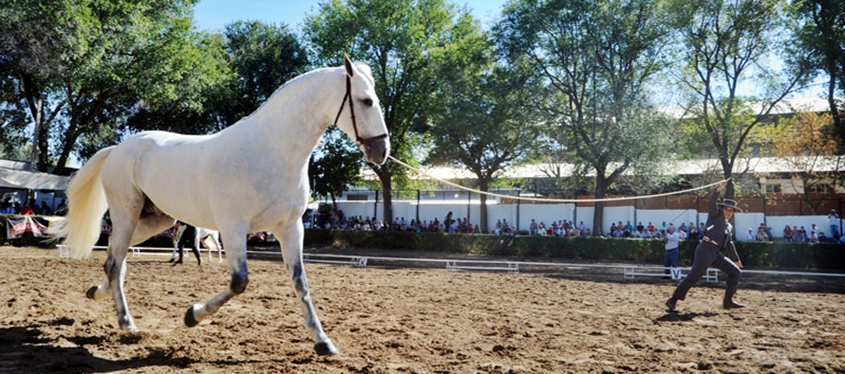 La Feria Ganadera de Zafra cerraba su edición del 2023 con "buenos resultados" en las subastas y expectativas superadas La Feria Ganadera de Zafra cerraba su edición del 2023 con "buenos resultados" en las subastas y expectativas superadas