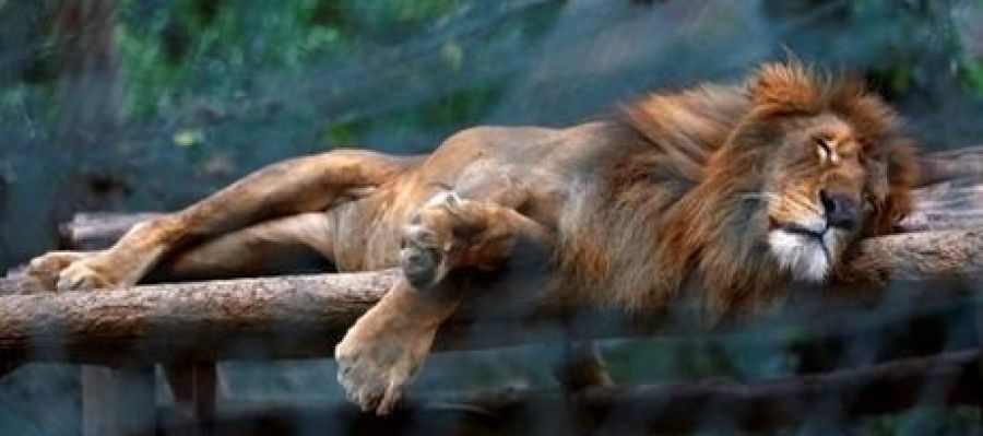 León en el zoológico Caricuao León en el zoológico Caricuao