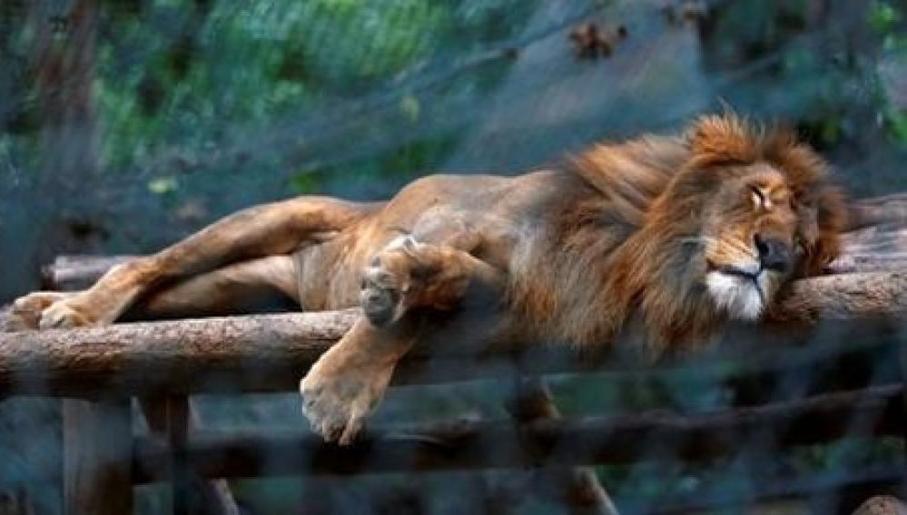 León en el zoológico Caricuao