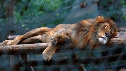 Le&oacute;n en el zool&oacute;gico Caricuao