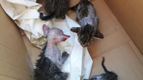 Gatitos quemados en Alicante
