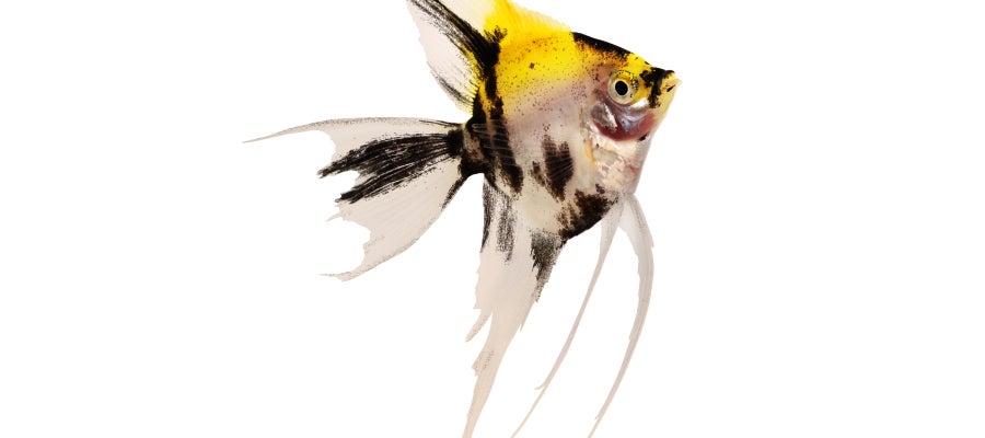 Pez ángel Pez ángel