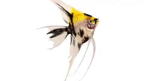 Pez ángel Pez ángel