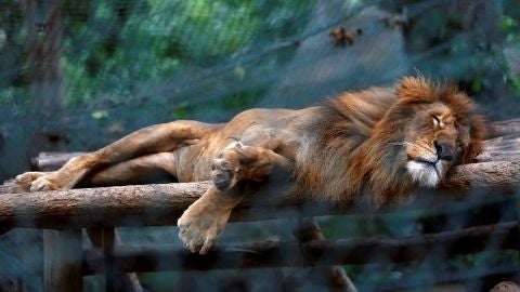 Un le&oacute;n durmiendo en el zoo de Caricuao