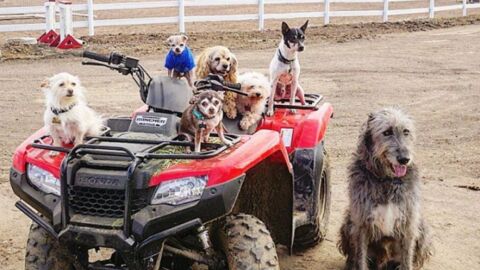 Los perros "invisibles" adoptados por Steve Creig