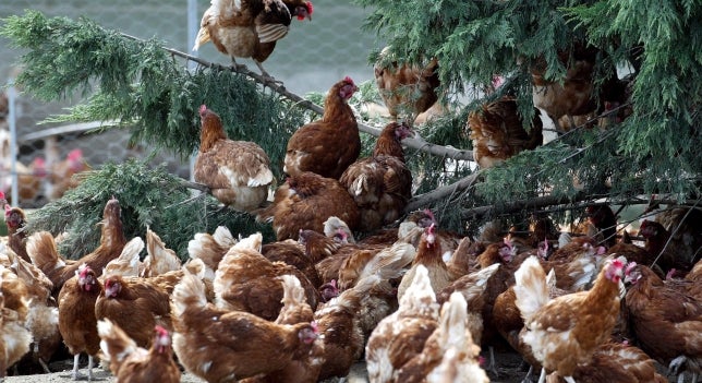 HUMOR | El animalista Aquiles Tiércol: "Mis gallinas reciben una baja por maternidad cada vez que ponen un huevo" HUMOR | El animalista Aquiles Tiércol: "Mis gallinas reciben una baja por maternidad cada vez que ponen un huevo"