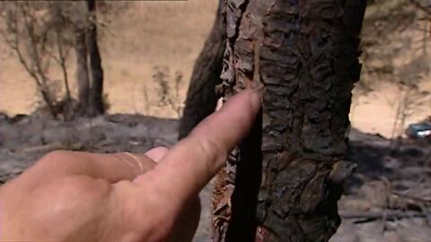 Frame 28.514884 de: Las negligencias originan el 80% de los incendios forestales