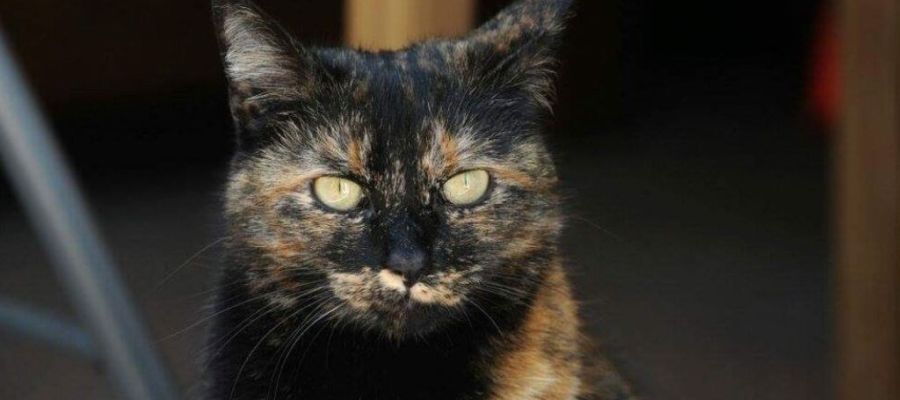 El gato Tink El gato Tink