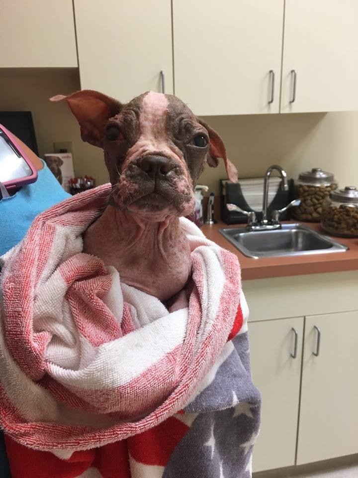 Tratamientos 'no diarios' para la Leishmania Tratamientos 'no diarios' para la Leishmania