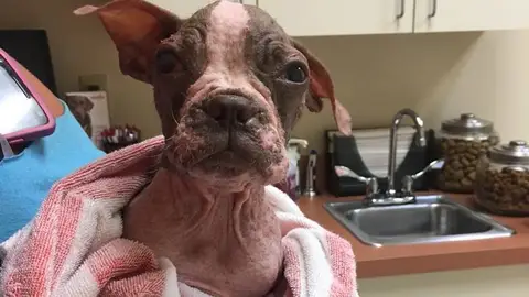 El pequeño Libre en el veterinario El pequeño Libre en el veterinario