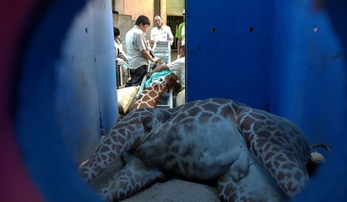 Muere una jirafa tras sufrir un ataque de pánico al ser enjaulada para llevarla a un zoo Muere una jirafa tras sufrir un ataque de pánico al ser enjaulada para llevarla a un zoo