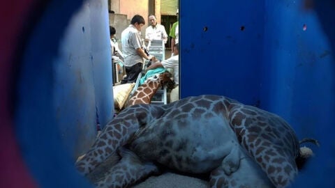 Jirafa muerta