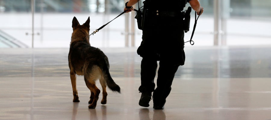 Un perro policía de la brigada K-9, como Kina Un perro policía de la brigada K-9, como Kina