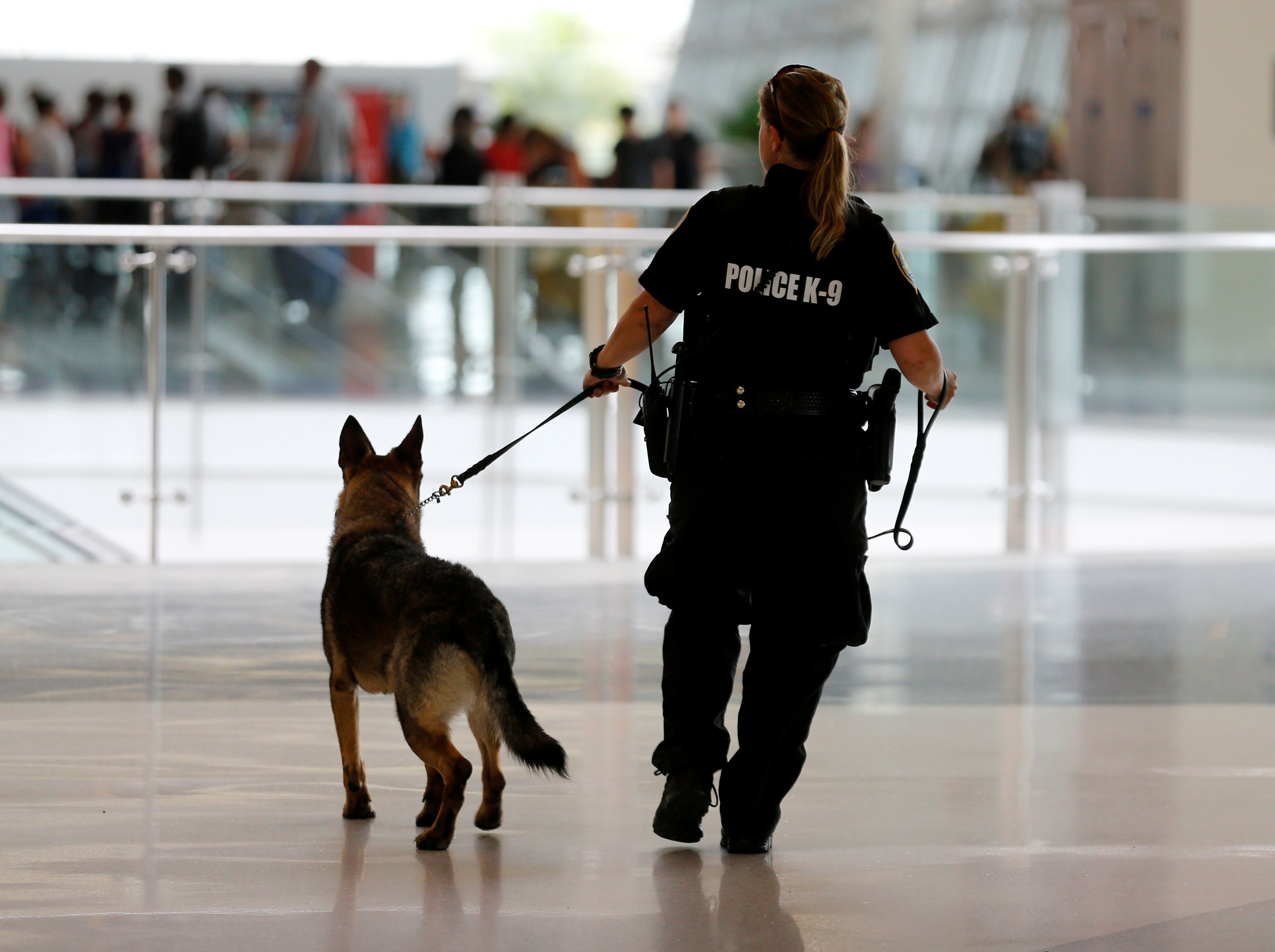La Escuela de Policía de Ávila condecora a cuatro perros policía jubilados La Escuela de Policía de Ávila condecora a cuatro perros policía jubilados