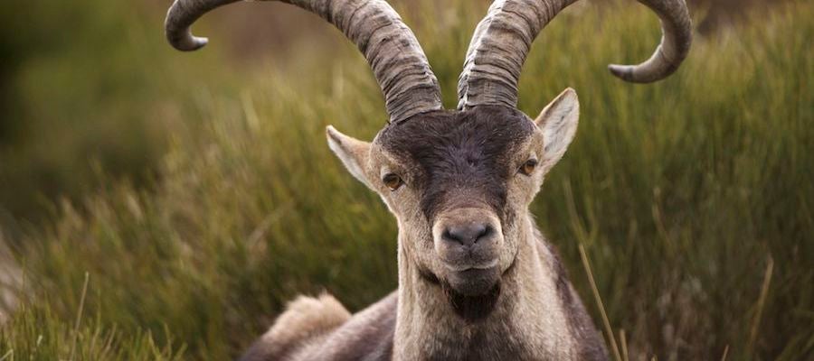 Una cabra de la sierra de Guadarrama Una cabra de la sierra de Guadarrama