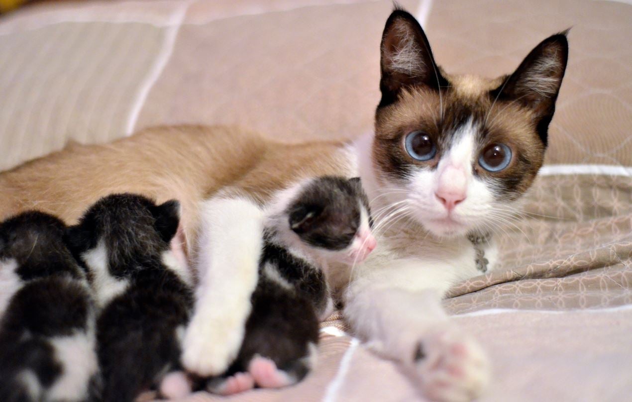 ¿Qué hacer si nos encontramos una camada de gatitos en la calle? ¿Qué hacer si nos encontramos una camada de gatitos en la calle?