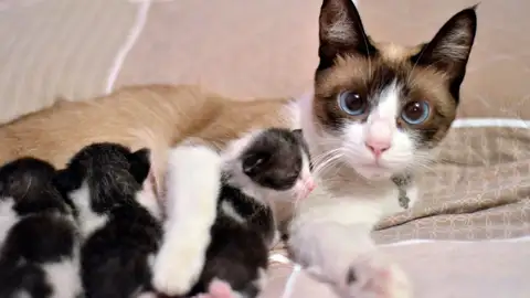 Gata con gatitos Gata con gatitos