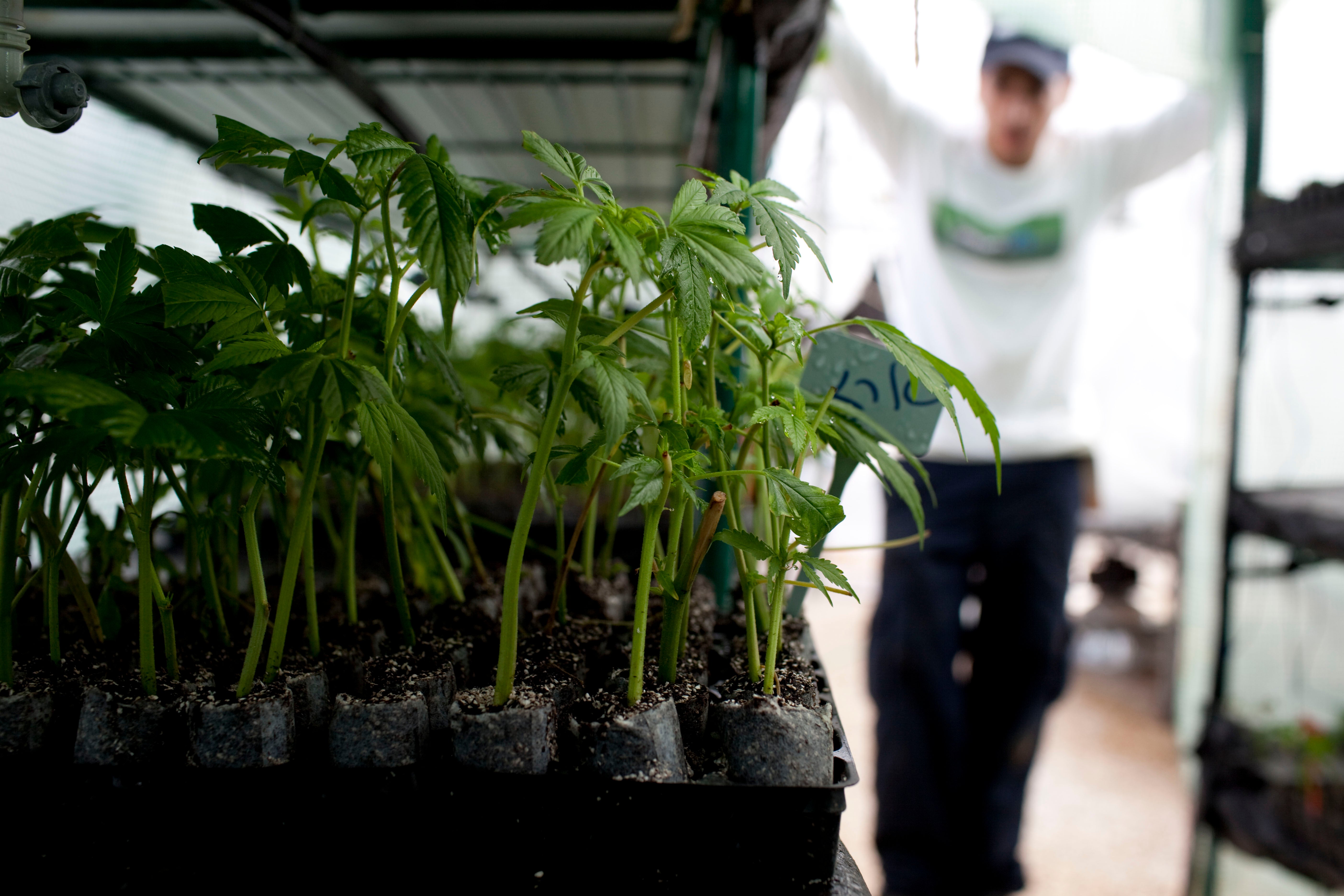 Australia legaliza la venta de marihuana con fines terapéuticos y medicinales Australia legaliza la venta de marihuana con fines terapéuticos y medicinales
