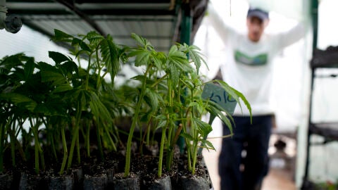 Plantaci&oacute;n de marihuana en un espacio interior.