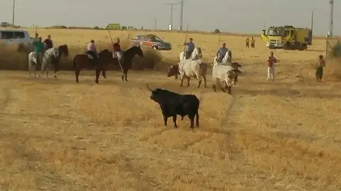 El toro de Brihuega antes de ser abatido El toro de Brihuega antes de ser abatido