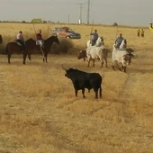El toro de Brihuega antes de ser abatido El toro de Brihuega antes de ser abatido