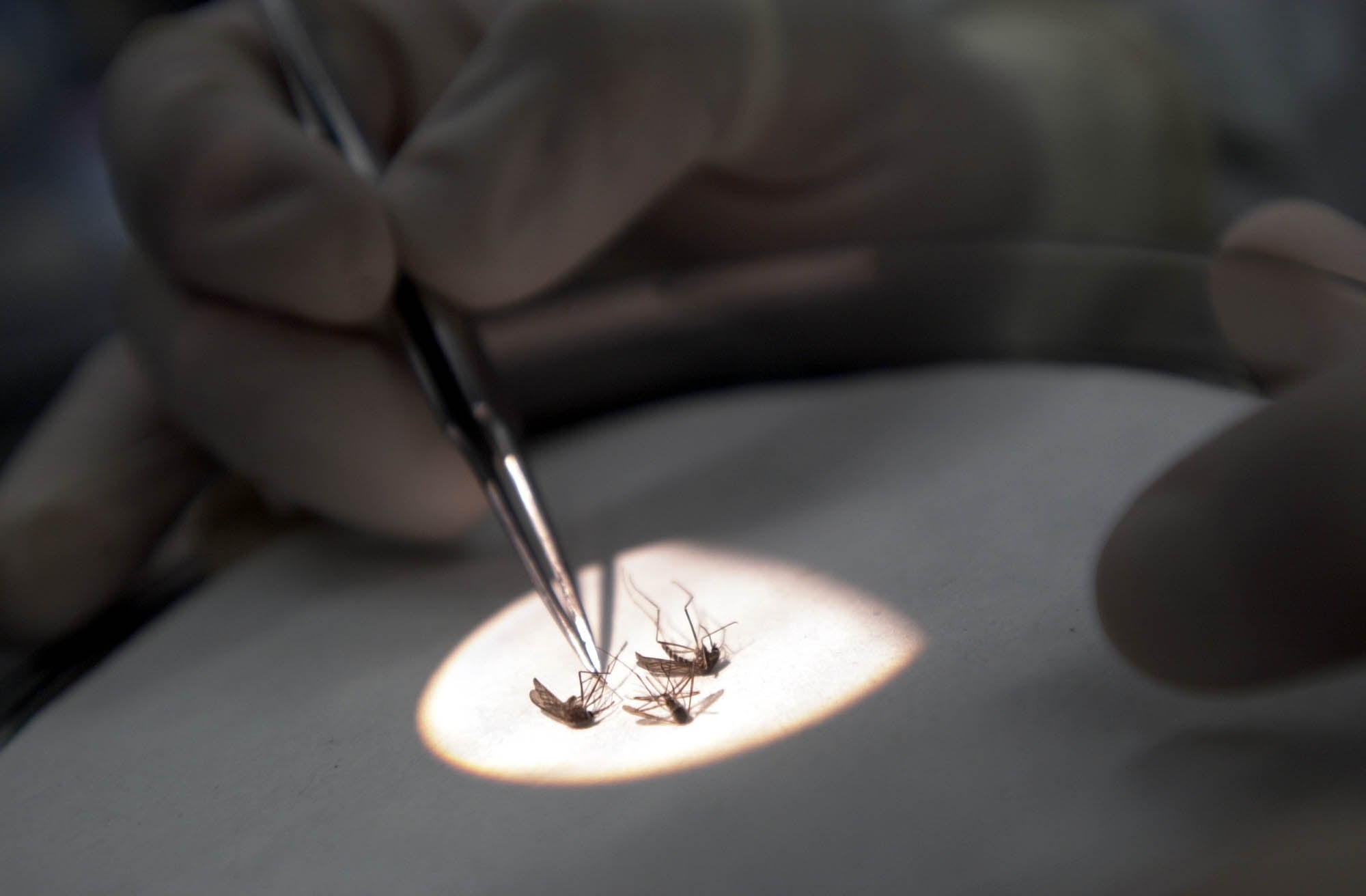 El virus del Nilo se cobra su primera víctima mortal del año en España El virus del Nilo se cobra su primera víctima mortal del año en España