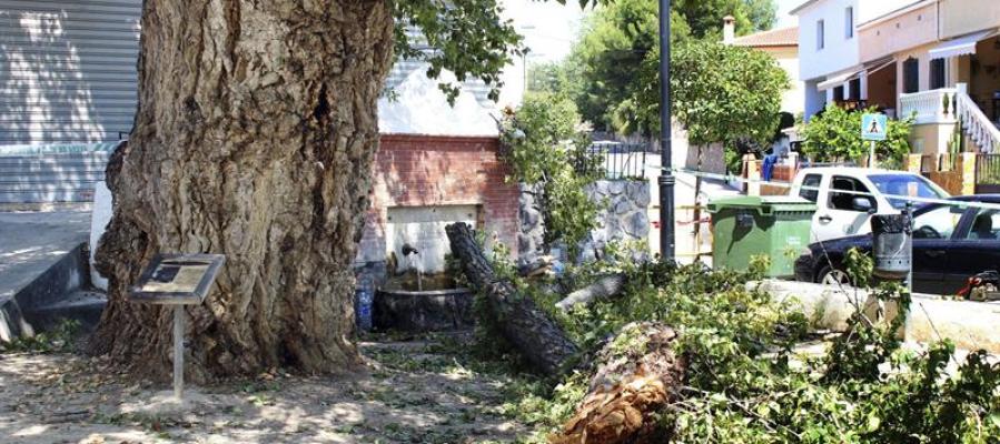 Árbol Castellón Árbol Castellón