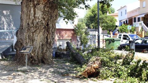 &Aacute;rbol Castell&oacute;n