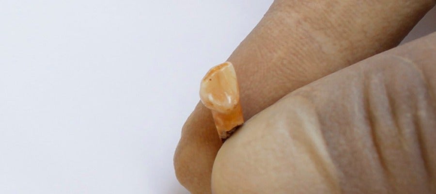 Diente del niño neandertal Diente del niño neandertal