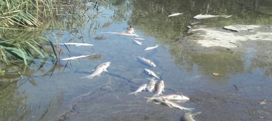 Peces muertos en el río Henares Peces muertos en el río Henares