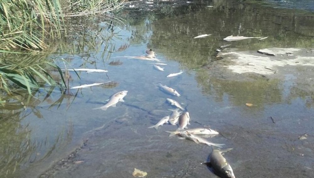 Peces muertos en el río Henares