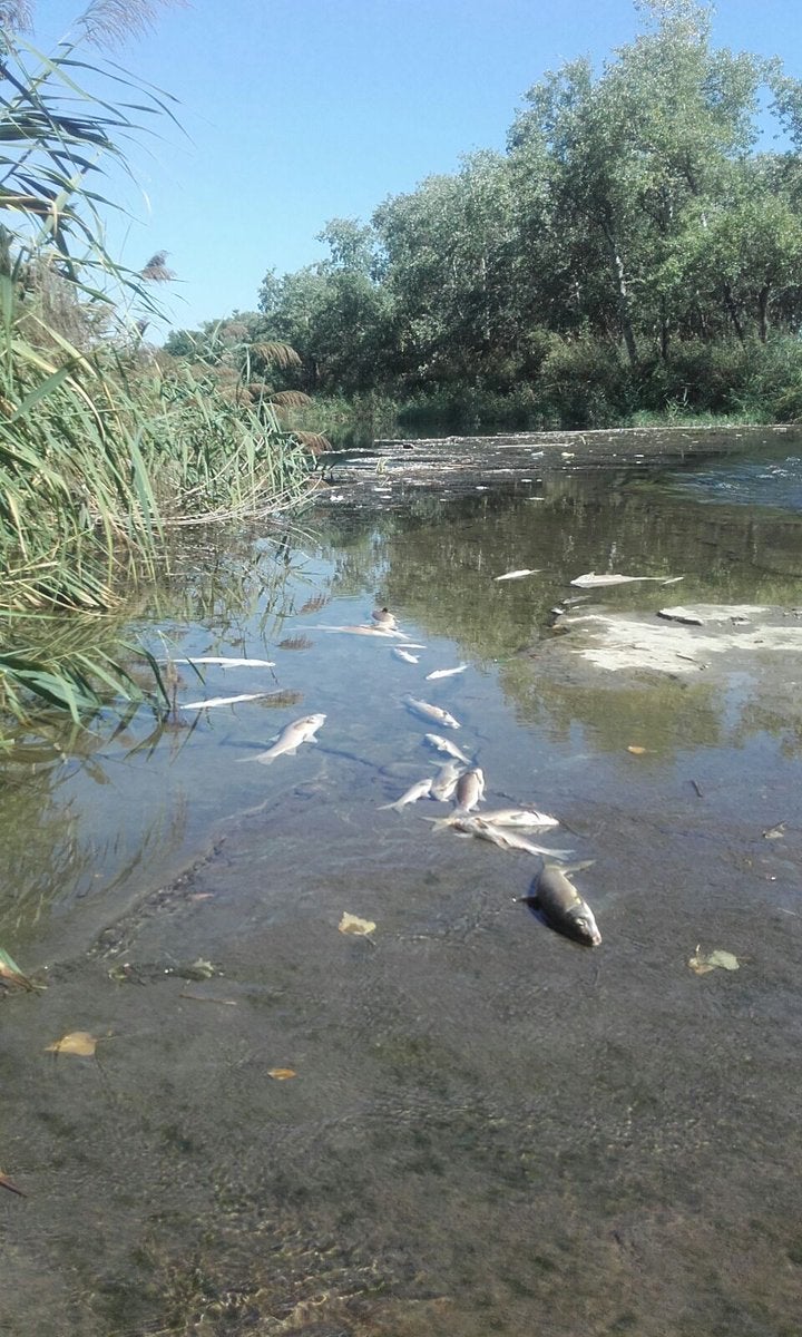 Aparecen de nuevo decenas de peces muertos en el río Henares Aparecen de nuevo decenas de peces muertos en el río Henares