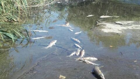 Peces muertos en el r&iacute;o Henares