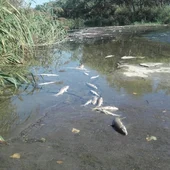 Peces muertos en el río Henares Peces muertos en el río Henares