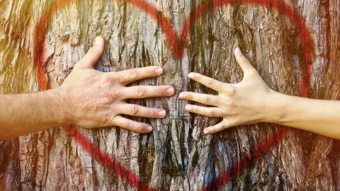 Dos manos, un corazón y un tronco Dos manos, un corazón y un tronco