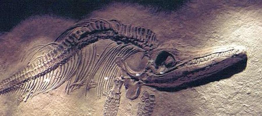 Restos de un pterosaurio Restos de un pterosaurio
