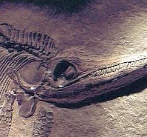 Restos de un pterosaurio Restos de un pterosaurio