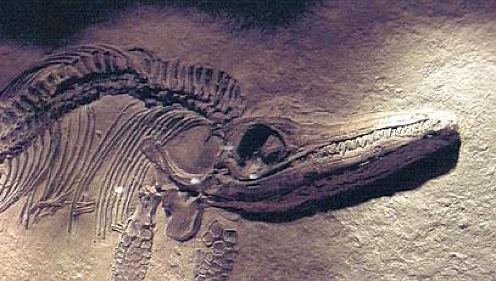 Restos de un pterosaurio