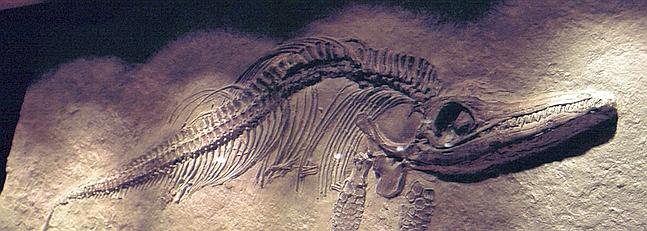 Hallan en la Patagonia argentina restos de un desconocido pájaro jurásico Hallan en la Patagonia argentina restos de un desconocido pájaro jurásico