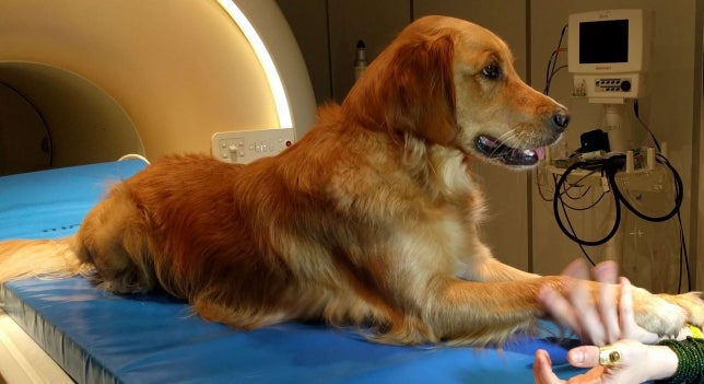 Un estudio científico demuestra que los perros nos entienden Un estudio científico demuestra que los perros nos entienden