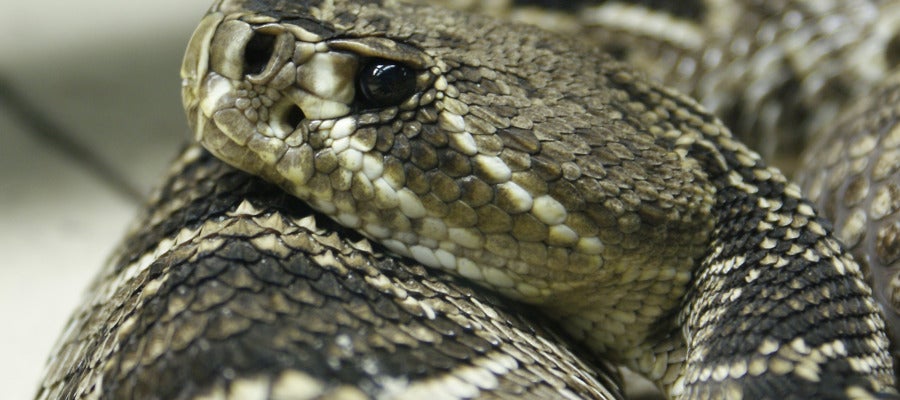 Imagen de archivo de una serpiente Imagen de archivo de una serpiente