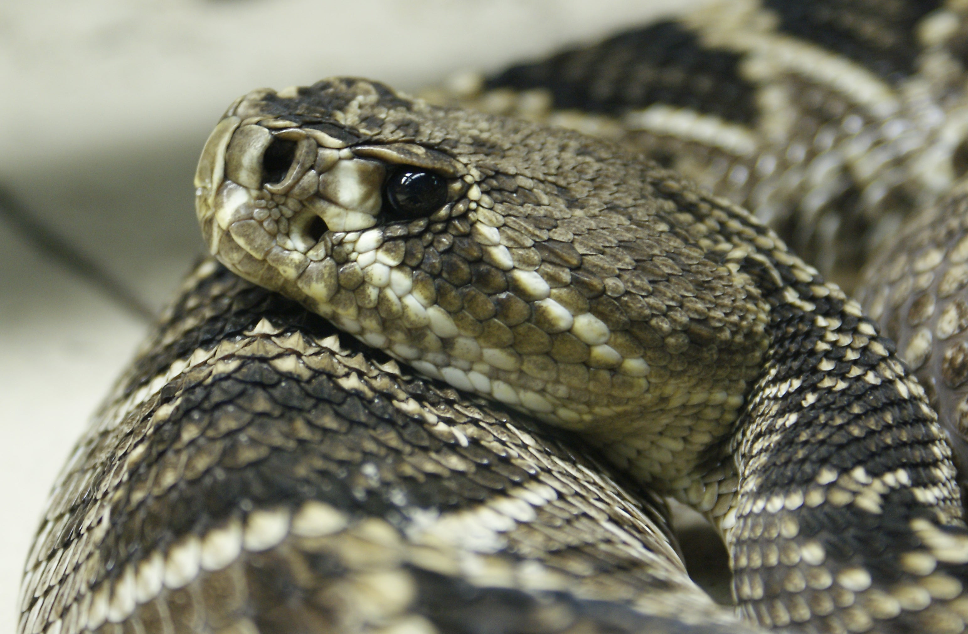 Un hombre salva a sus hijos del ataque de una serpiente y recibe un mordisco que casi le cuesta la vida Un hombre salva a sus hijos del ataque de una serpiente y recibe un mordisco que casi le cuesta la vida
