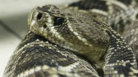 Imagen de archivo de una serpiente Una serpiente en una imagen de archivo