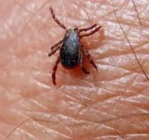 Garrapata que produce la fiebre hemorrágica Crimea-Congo Garrapata que produce la fiebre hemorrágica Crimea-Congo